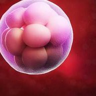 卵泡小于18mm有可能获得卵子吗？试管婴儿治疗期间卵泡的大小会影响成功率吗？